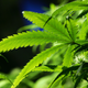 Image for article titled NBA Players Won't Be Subject to Random Marijuana Tests During 2021-22 Season